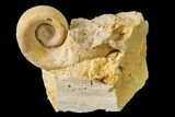 Ordovician Gastropod (Salpingostoma) Fossil - Wisconsin #162971-1